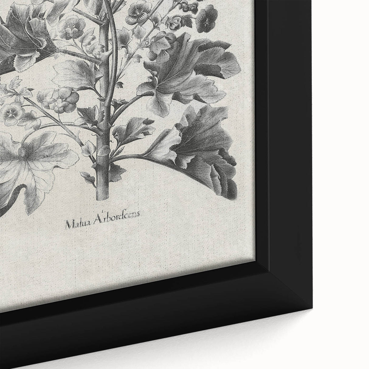 Vintage Botanical Art – Matua Arborescens Plant Illustration