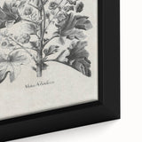 Vintage Botanical Art – Matua Arborescens Plant Illustration
