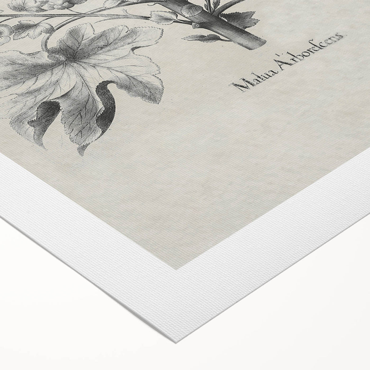 Vintage Botanical Art – Matua Arborescens Plant Illustration