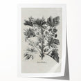 Vintage Botanical Art – Matua Arborescens Plant Illustration