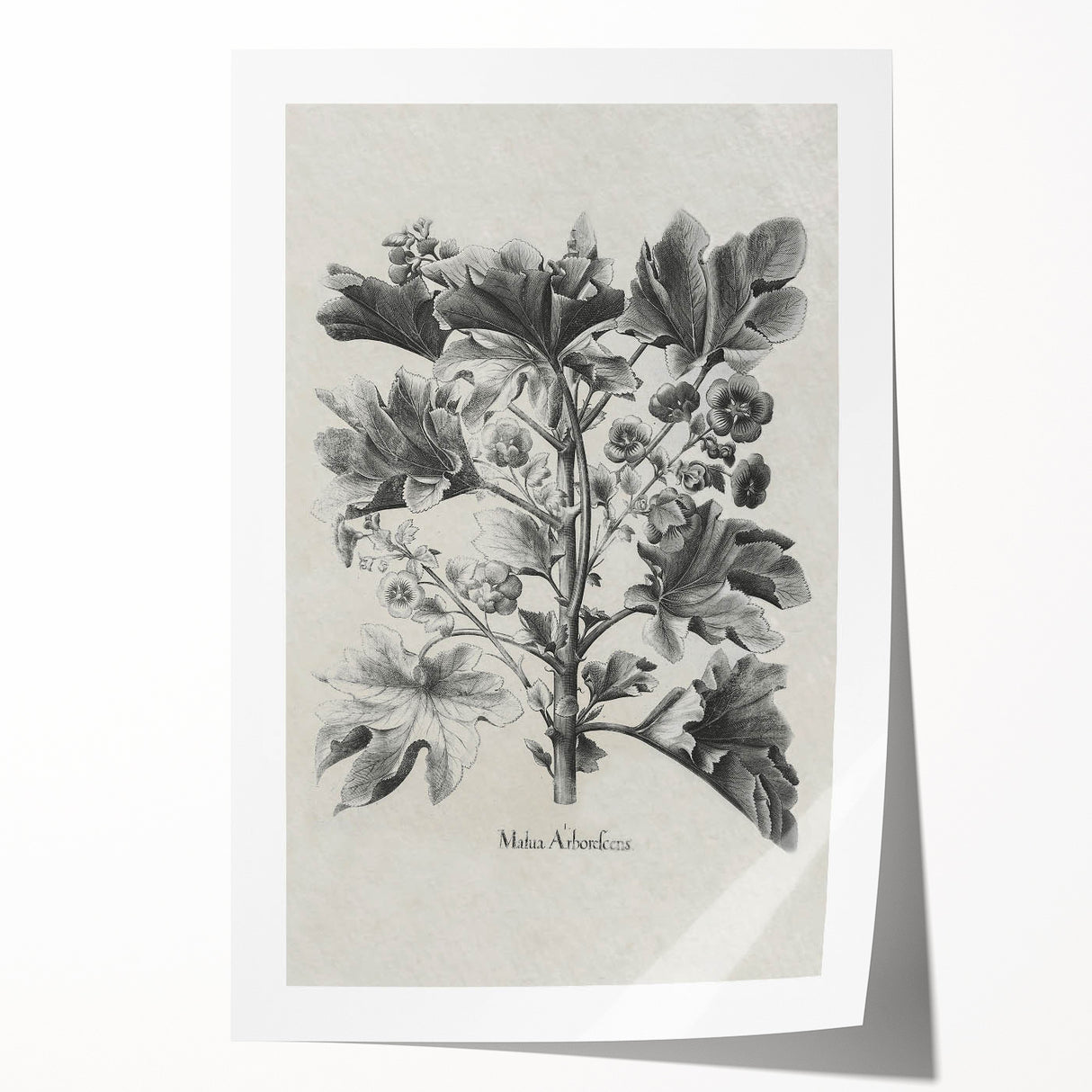 Vintage Botanical Art – Matua Arborescens Plant Illustration