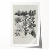 Vintage Botanical Art – Matua Arborescens Plant Illustration