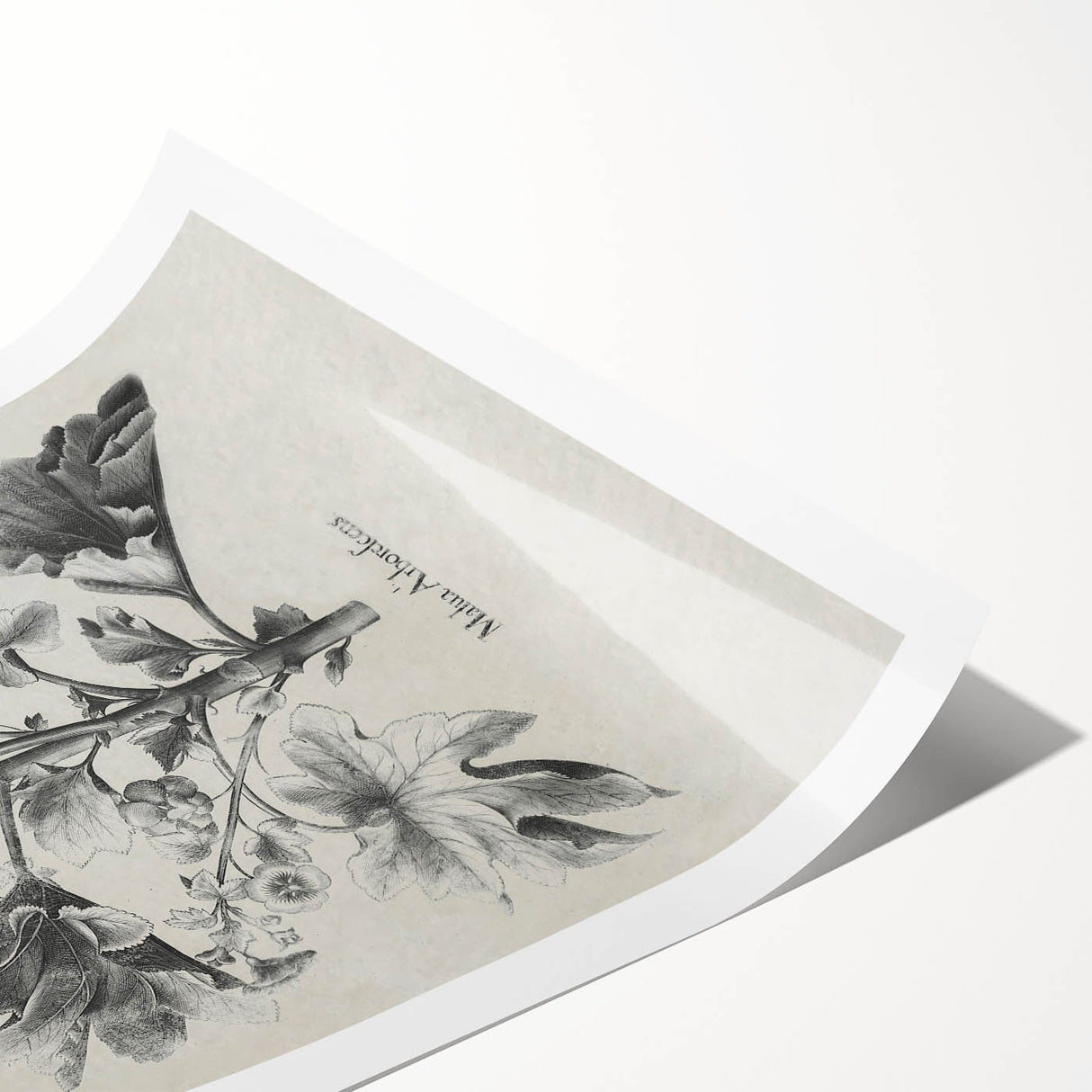 Vintage Botanical Art – Matua Arborescens Plant Illustration
