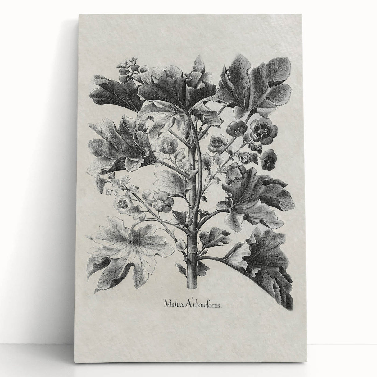 Vintage Botanical Art – Matua Arborescens Plant Illustration