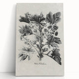Vintage Botanical Art – Matua Arborescens Plant Illustration