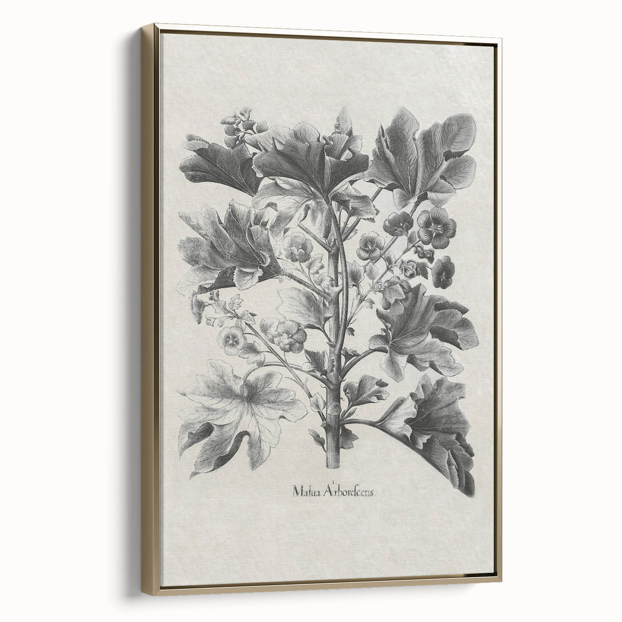 Vintage Botanical Art – Matua Arborescens Plant Illustration