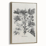 Vintage Botanical Art – Matua Arborescens Plant Illustration