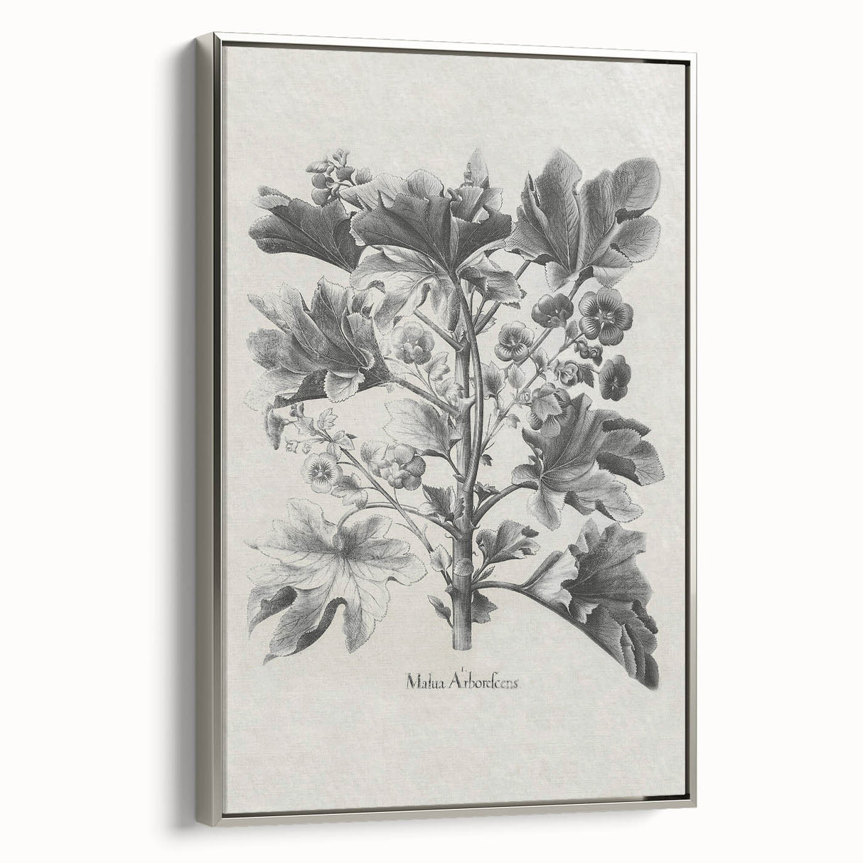 Vintage Botanical Art – Matua Arborescens Plant Illustration