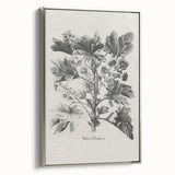 Vintage Botanical Art – Matua Arborescens Plant Illustration