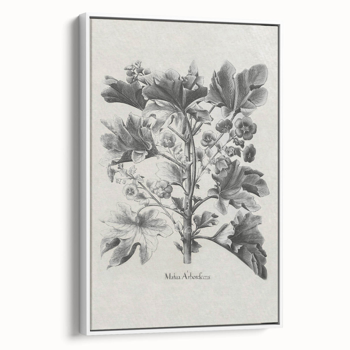 Vintage Botanical Art – Matua Arborescens Plant Illustration