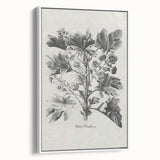 Vintage Botanical Art – Matua Arborescens Plant Illustration