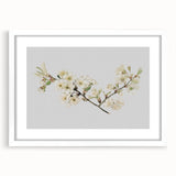 Delicate Cherry Blossom Art Prints: Elegant Floral Wall Art