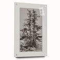 Botanical Etching – Forest Trees Nature Illustration Art Print