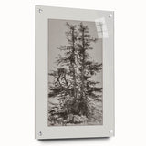 Botanical Etching – Forest Trees Nature Illustration Art Print