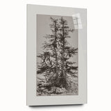 Botanical Etching – Forest Trees Nature Illustration Art Print