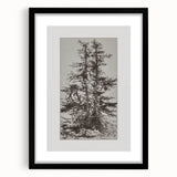 Botanical Etching – Forest Trees Nature Illustration Art Print