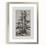 Botanical Etching – Forest Trees Nature Illustration Art Print