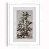 Botanical Etching – Forest Trees Nature Illustration Art Print