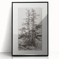 Botanical Etching – Forest Trees Nature Illustration Art Print