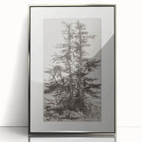 Botanical Etching – Forest Trees Nature Illustration Art Print