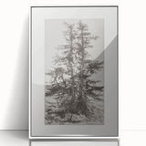 Botanical Etching – Forest Trees Nature Illustration Art Print