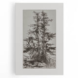 Botanical Etching – Forest Trees Nature Illustration Art Print