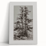 Botanical Etching – Forest Trees Nature Illustration Art Print
