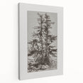 Botanical Etching – Forest Trees Nature Illustration Art Print