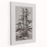 Botanical Etching – Forest Trees Nature Illustration Art Print