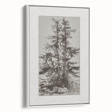 Botanical Etching – Forest Trees Nature Illustration Art Print