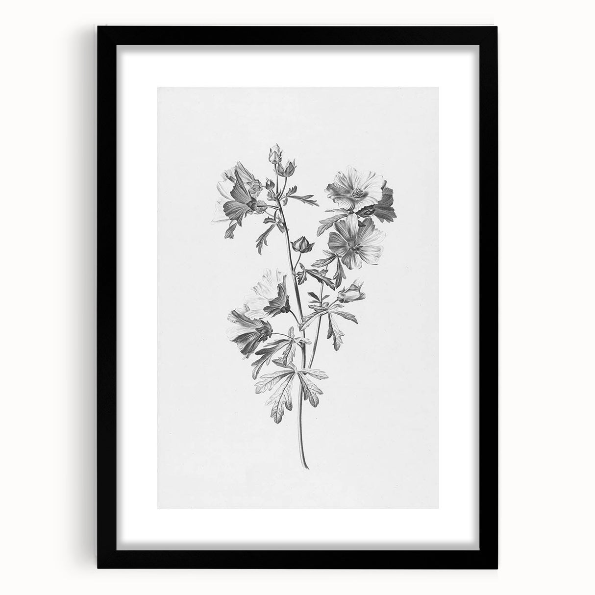 Botanical Art Print – Floral Illustration of Wild Flowers