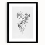 Botanical Art Print – Floral Illustration of Wild Flowers