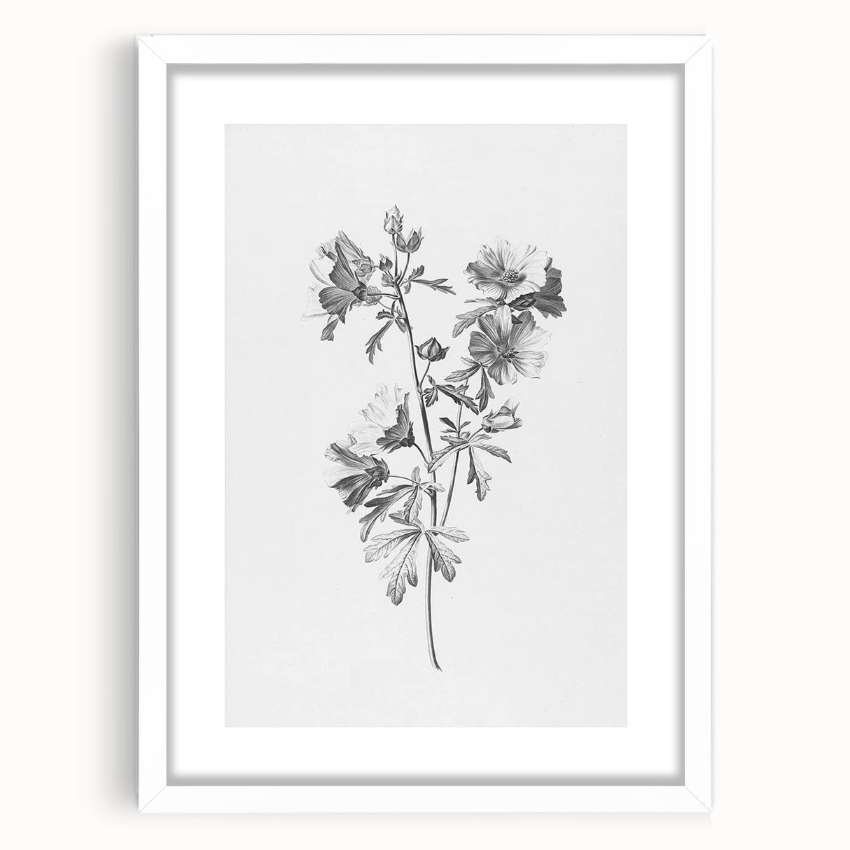 Botanical Art Print – Floral Illustration of Wild Flowers