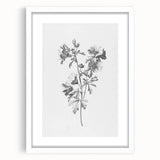 Botanical Art Print – Floral Illustration of Wild Flowers