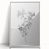 Botanical Art Print – Floral Illustration of Wild Flowers