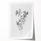 Botanical Art Print – Floral Illustration of Wild Flowers