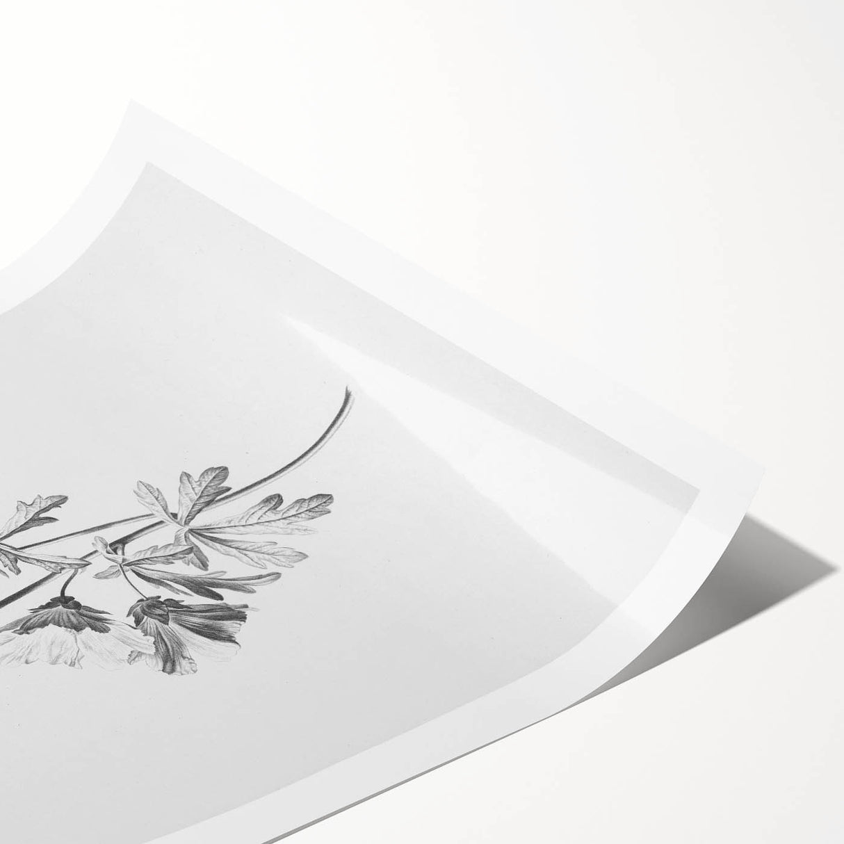 Botanical Art Print – Floral Illustration of Wild Flowers