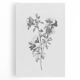 Botanical Art Print – Floral Illustration of Wild Flowers