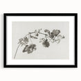 Black and White Botanical Art Prints: Elegant Nasturtium Wall Art