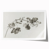 Black and White Botanical Art Prints: Elegant Nasturtium Wall Art