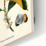 Botanical Art Print – Palquium Oblongifolium Plant Illustration