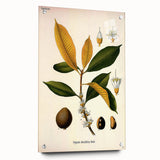 Botanical Art Print – Palquium Oblongifolium Plant Illustration