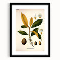 Botanical Art Print – Palquium Oblongifolium Plant Illustration