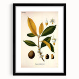 Botanical Art Print – Palquium Oblongifolium Plant Illustration