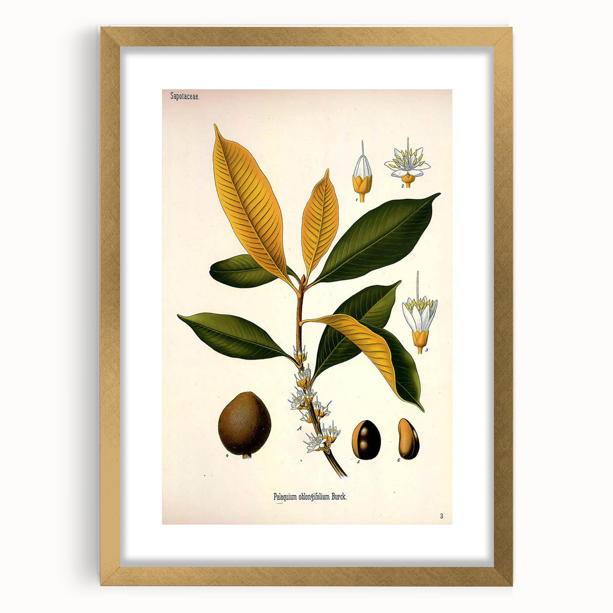 Botanical Art Print – Palquium Oblongifolium Plant Illustration
