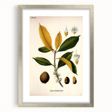 Botanical Art Print – Palquium Oblongifolium Plant Illustration