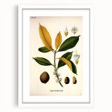 Botanical Art Print – Palquium Oblongifolium Plant Illustration