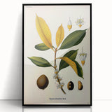 Botanical Art Print – Palquium Oblongifolium Plant Illustration