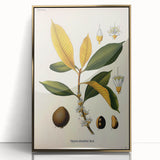 Botanical Art Print – Palquium Oblongifolium Plant Illustration