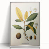 Botanical Art Print – Palquium Oblongifolium Plant Illustration